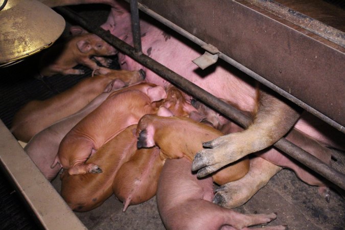 Farrowing crates at Ludale Piggery SA