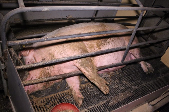 Farrowing crates at Ludale Piggery SA