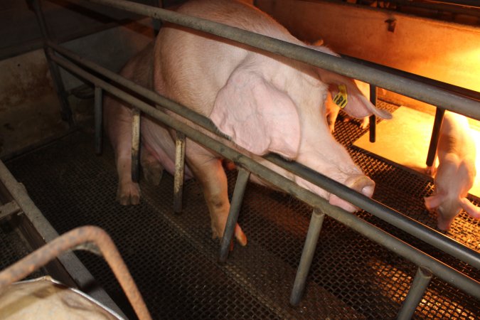 Farrowing crates