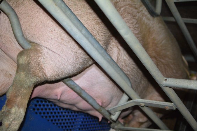 Sow who doesnt fit in farrowing crate