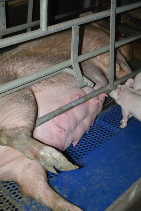 Sow who doesnt fit in farrowing crate