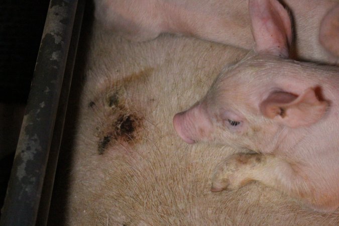 Farrowing crates