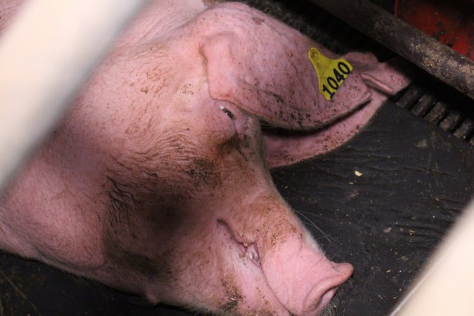 Farrowing crates at Ludale Piggery SA