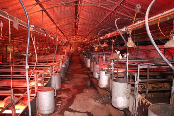 Farrowing crates