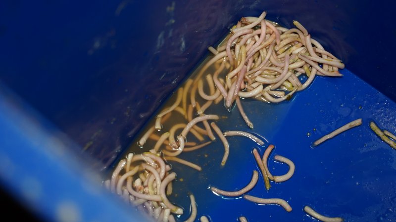 Bucket of severed piglet tails