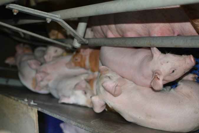 Farrowing crates