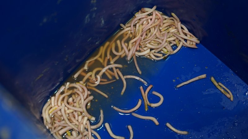 Bucket of severed piglet tails