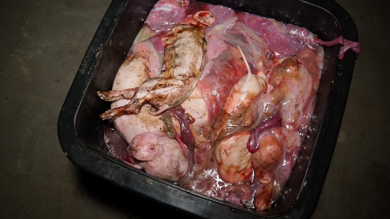 Bin full of dead piglets