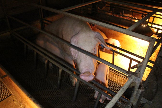 Farrowing crates