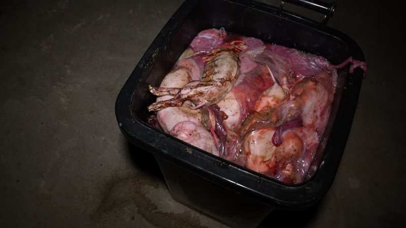 Bin full of dead piglets