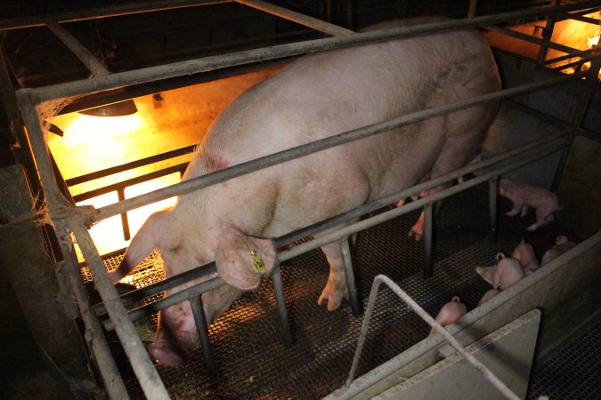 Farrowing crates