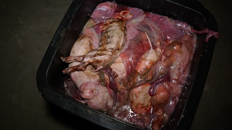 Bin full of dead piglets