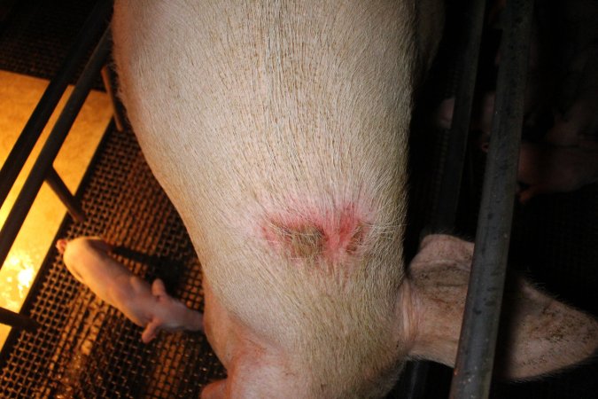 Farrowing crates