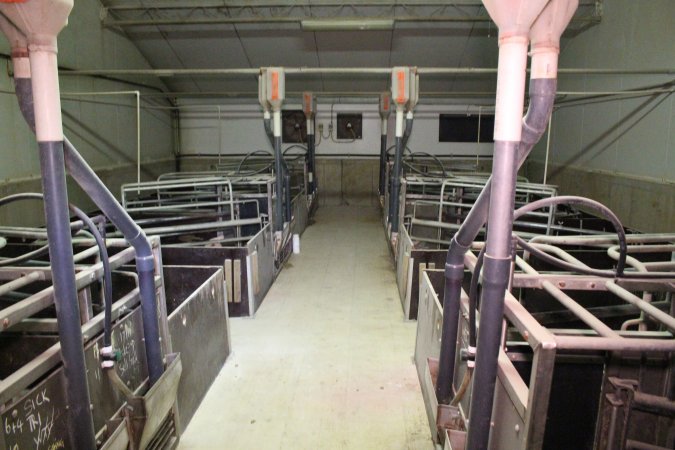 Farrowing room