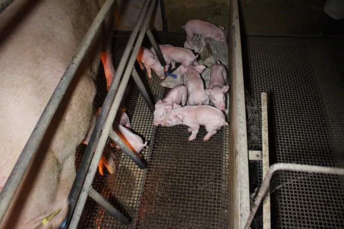 Farrowing crates