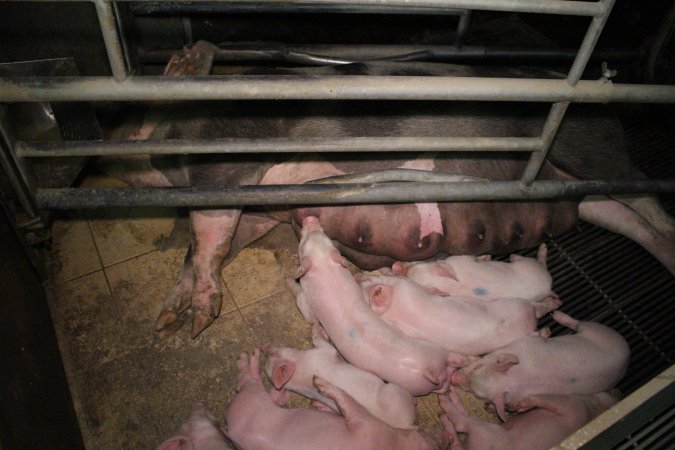 Farrowing crates