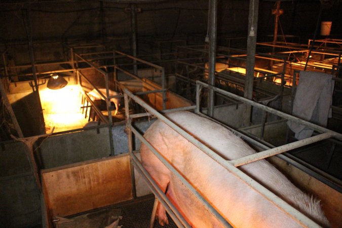 Farrowing crates