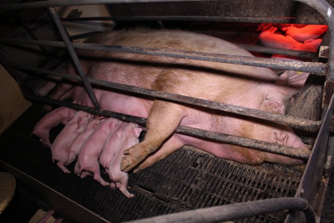 Farrowing crates at Ludale Piggery SA