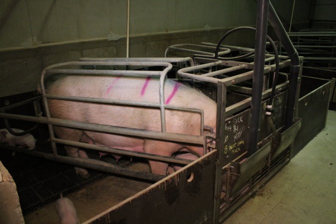 Farrowing crates