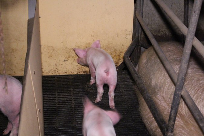 Farrowing crates at Ludale Piggery SA