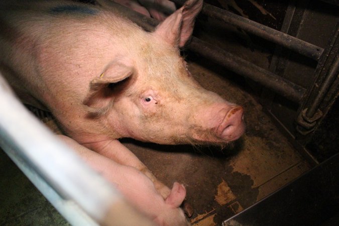 Farrowing crates