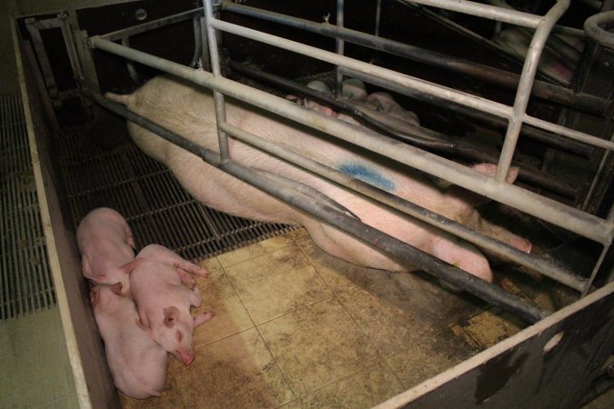 Farrowing crates