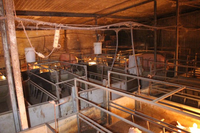 Farrowing crates