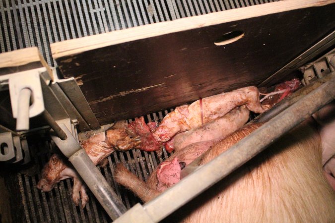 Farrowing crates