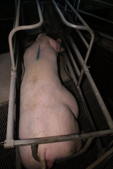 Farrowing crates