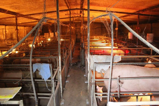 Farrowing crates