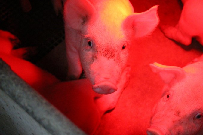 Farrowing crates