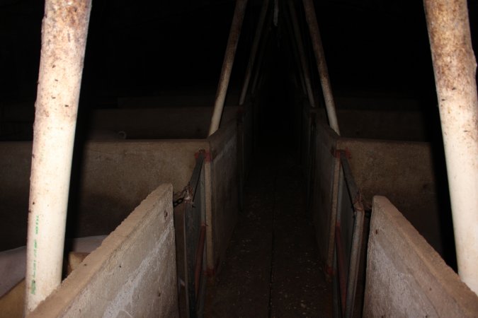 Walkway of group sow housing shed