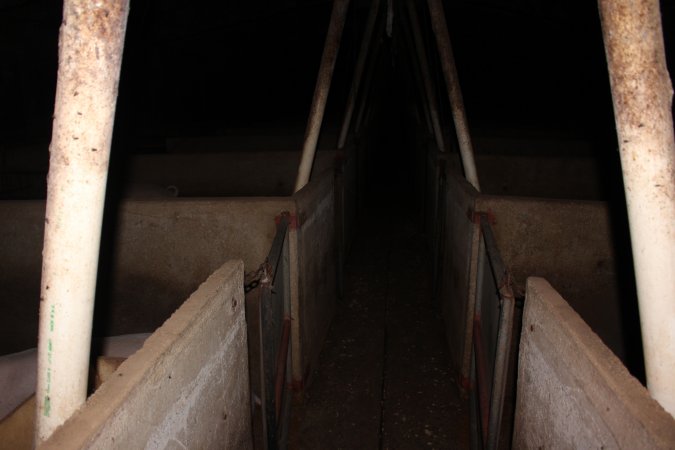 Walkway of group sow housing shed