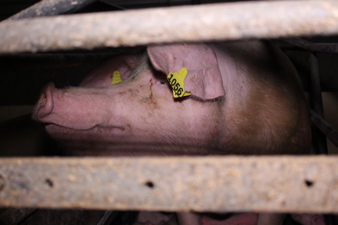 Farrowing crates at Ludale Piggery SA