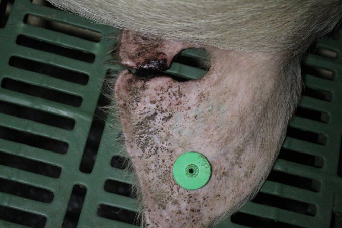 Sow with bloody ear wound
