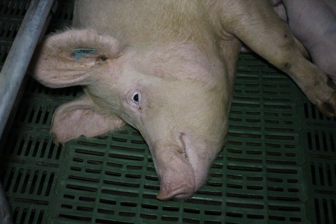 Farrowing crates