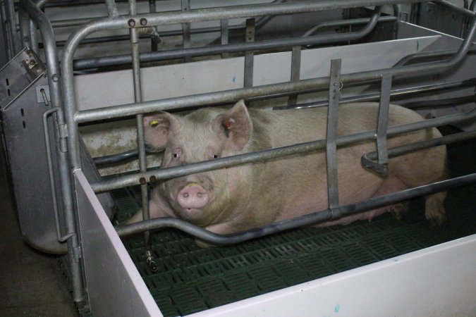 Farrowing crates