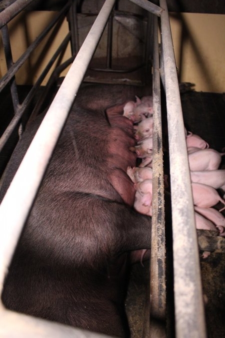 Farrowing crates at Ludale Piggery SA