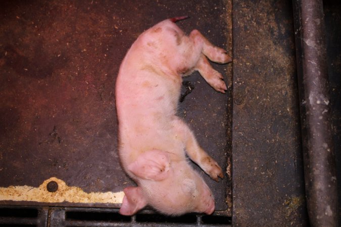 Farrowing crates at Ludale Piggery SA