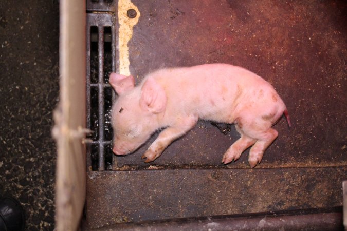 Farrowing crates at Ludale Piggery SA