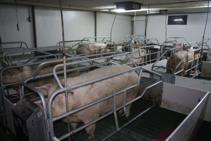 Farrowing crates