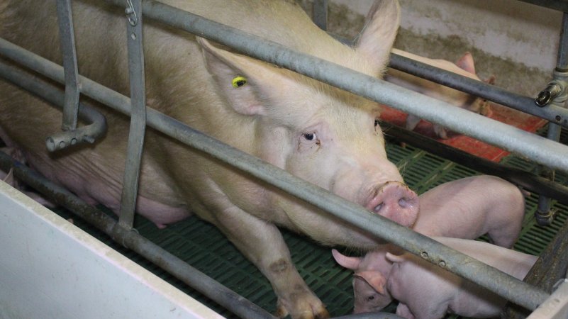 Farrowing crates