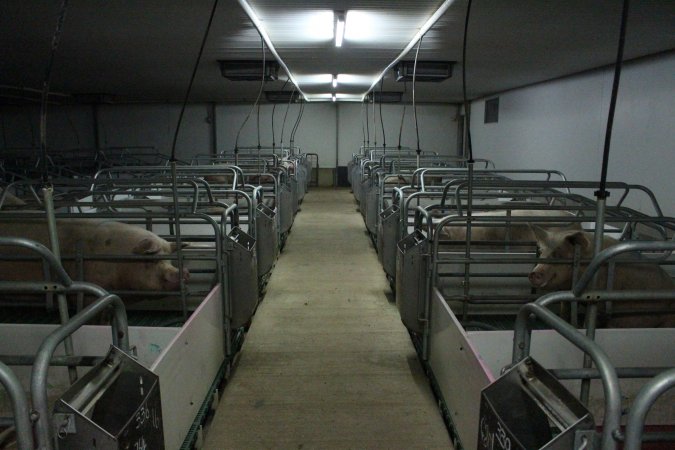 Farrowing crates