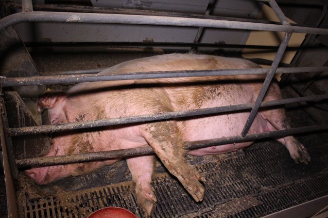 Farrowing crates at Ludale Piggery SA