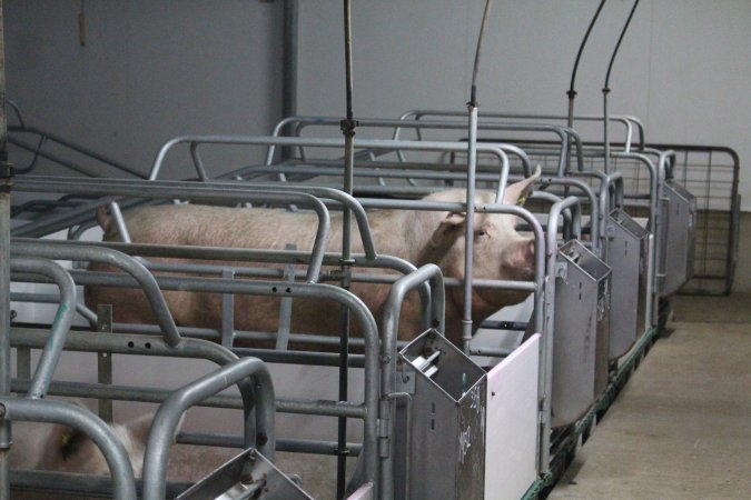 Farrowing crates