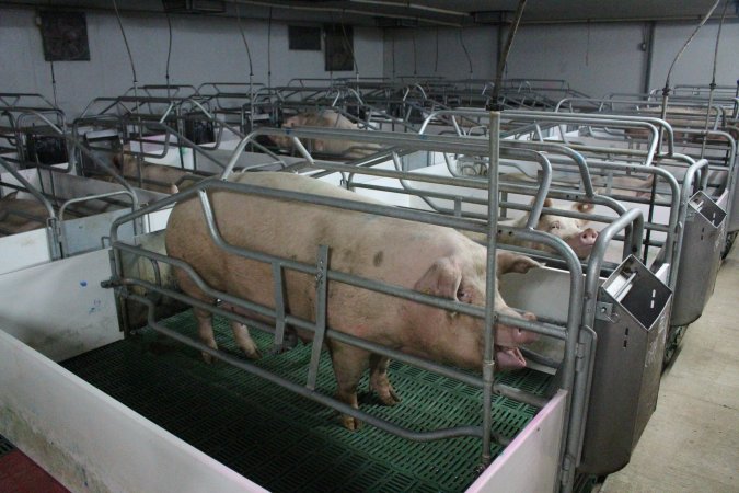 Farrowing crates