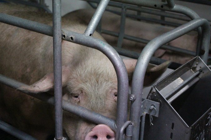 Farrowing crates