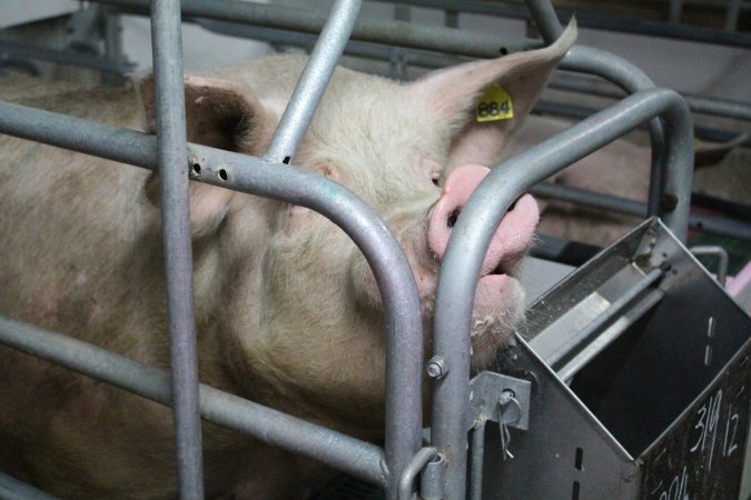 Farrowing crates