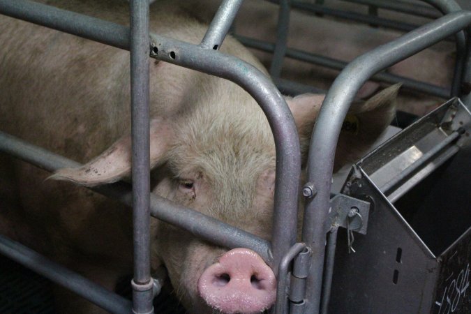 Farrowing crates