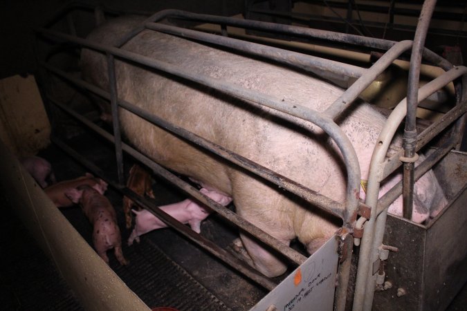 Farrowing crates at Ludale Piggery SA